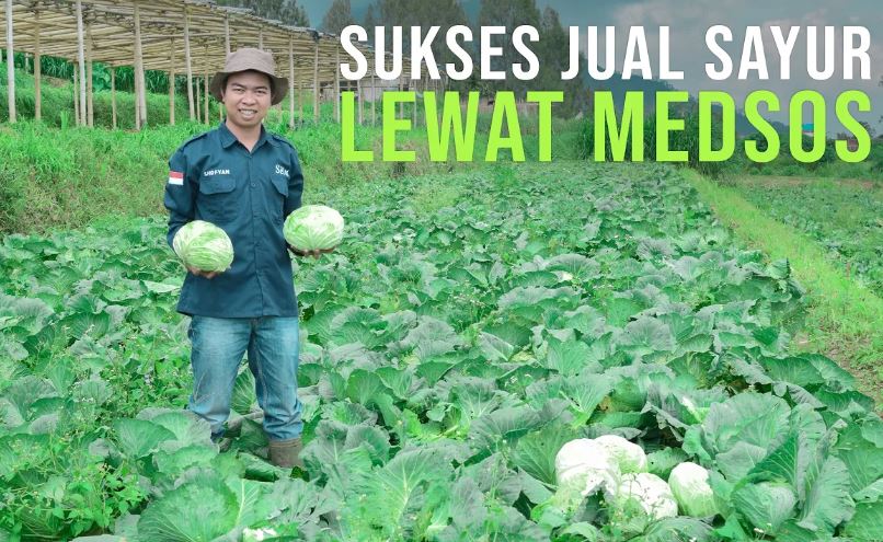 Omset Ratusan Juta, Berkat Menjual Sayur Organik Lewat Media Sosial